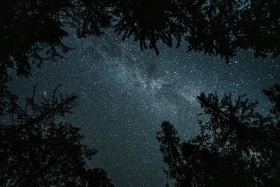 Low angle view of trees