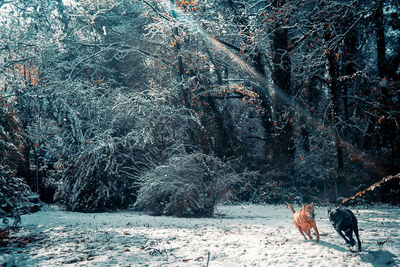 Dog on snow covered trees during winter