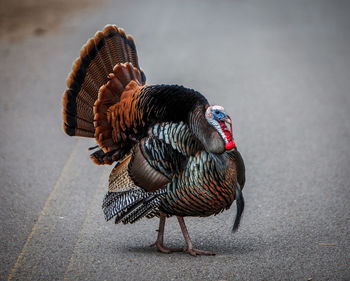 Close-up of a bird on the road