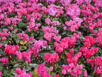 Full frame shot of pink flowering plants on field