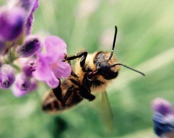 Close-up of honey bee on purple flower