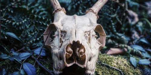 Close-up of animal skull