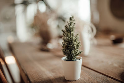 Close-up of potted plant on table
