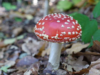 Close-up of mushrooms growing in forest