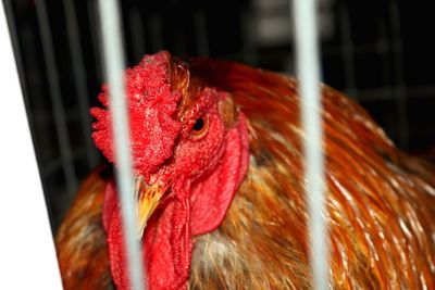 Rooster seen through fence at barn