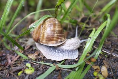 Close-up of snail on field