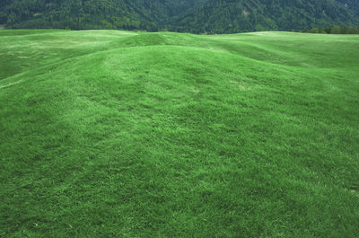 Scenic view of grassy field