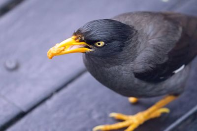 Close-up of bird perching on boardwalk