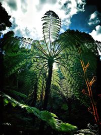 Low angle view of palm trees against sky