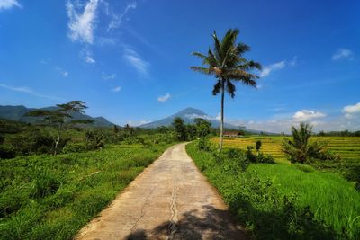 Dirt road amidst palm trees on field against sky