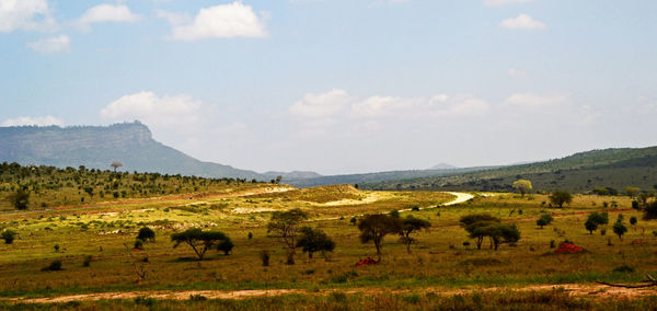 Sheep grazing in a field