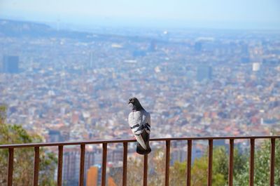 Pigeon over barcelona