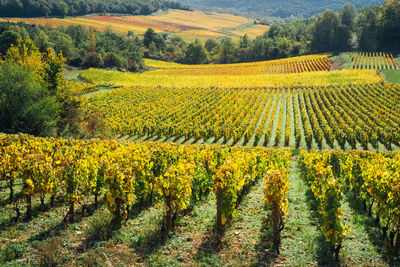 Scenic view of vineyard. scenic view of autumn vineyard 