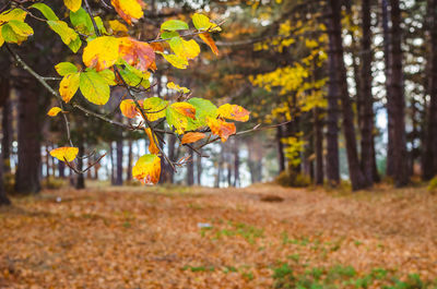 Close-up of yellow autumn tree in forest