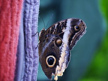 Close-up of butterfly