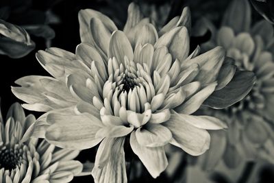 Close-up of dahlia