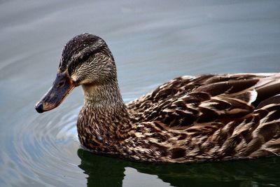 Close-up of a duck in lake