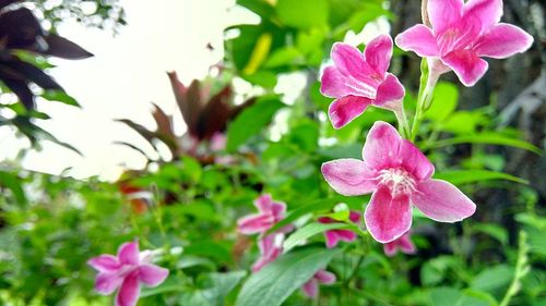 Close-up of pink flowers