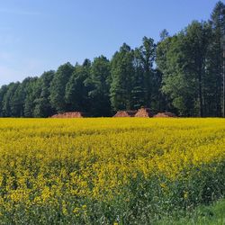 Scenic view of oilseed rape field against sky