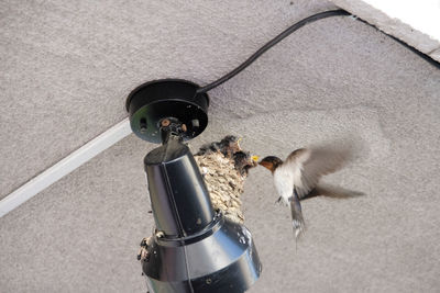 High angle view of electric on street with baby swallows