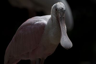 This photo was taken at  jurong bird park during my visit in singapore.