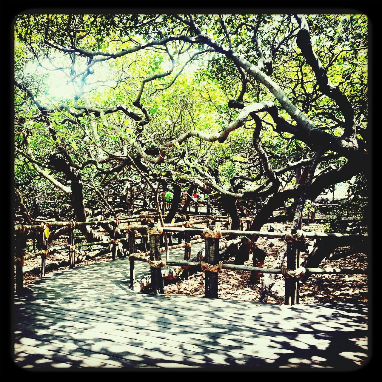 transfer print, tree, auto post production filter, growth, branch, sunlight, nature, railing, shadow, tranquility, park - man made space, day, footpath, absence, bench, outdoors, fence, no people, empty, built structure