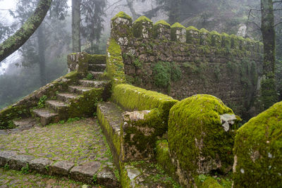 Moss growing on land in forest