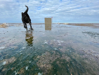 Dog with reflection running on beach