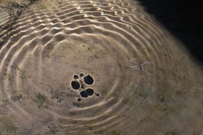 High angle view of an animal on sand
