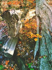 Close-up of tree trunk during autumn