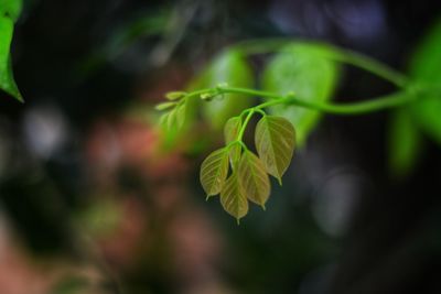 Close-up of green plant