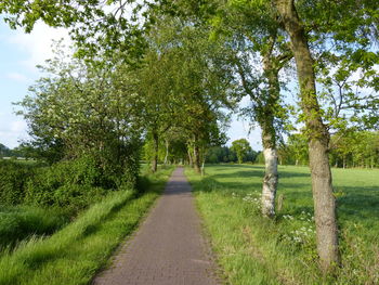 Footpath amidst trees on field against sky