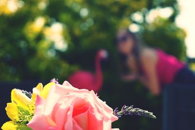 Close-up of pink rose