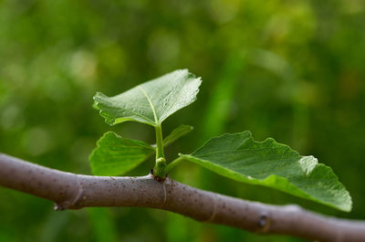 New shoot on the swing of the fig tree