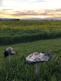 Mushrooms on field against sky during sunset