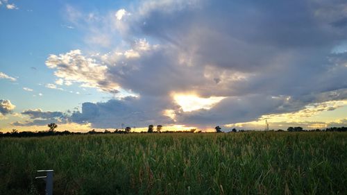 Scenic view of agricultural field against sky