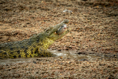 Close-up of nile crocodile with fish in mouth