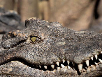 Close-up of a lizard