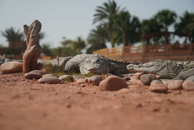 Close-up of crocodile on sand