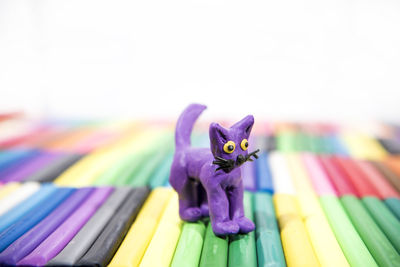 Close-up of cat on purple flower