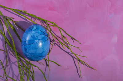 Close-up of colorful plant against blue background