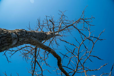 Low angle view of bare tree against blue sky