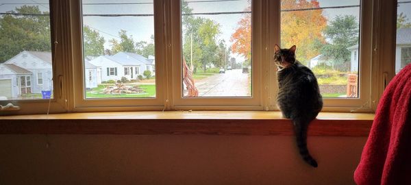 Rear view of people looking through window at home