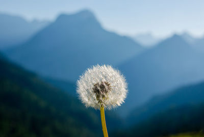 Close-up of dandelion against mountain