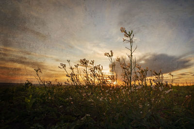 Plants growing on field against sky during sunset