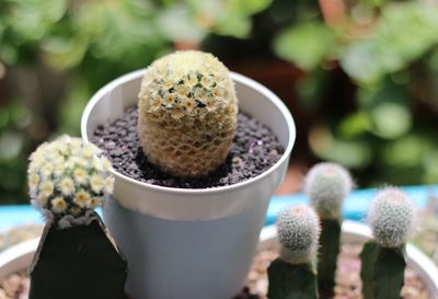 Close-up of potted cactus