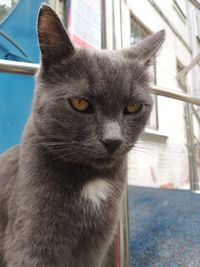 Close-up portrait of cat looking away