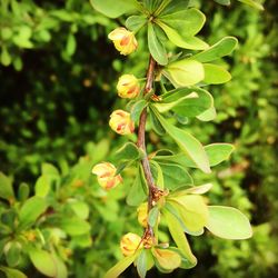 Close-up of leaves on plant