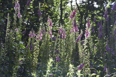 Close-up of purple flowering plants