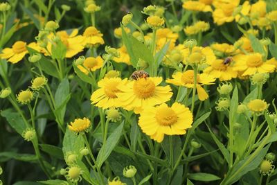 Close-up of honey bee on yellow flowering plant